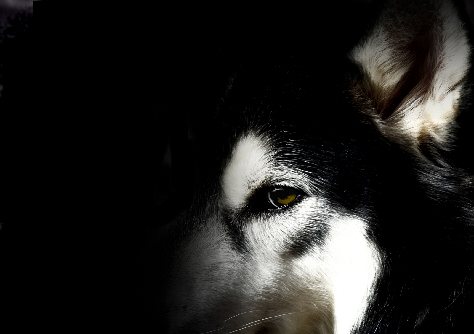 Husky Wallpaper By Winonaphotographie