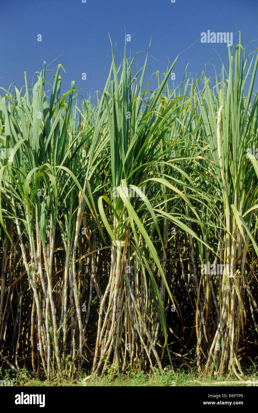 Sugarcane Plant Hi Res Stock Photography And Image