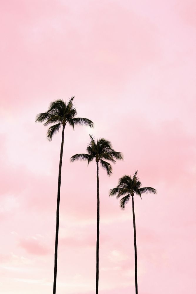 Palm Tree Photography Peach Blush Pink Millennial Pink Miami 667x1000