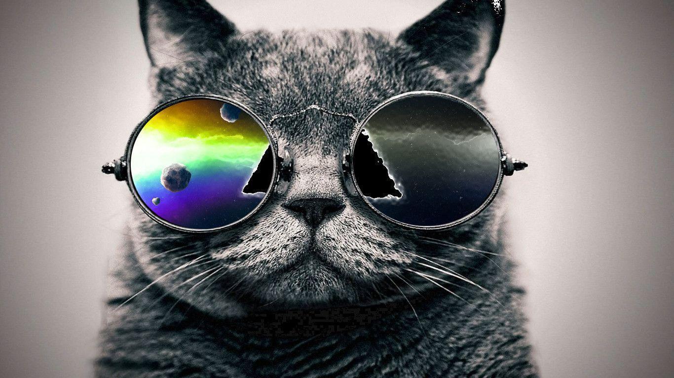 Cool Cat Background