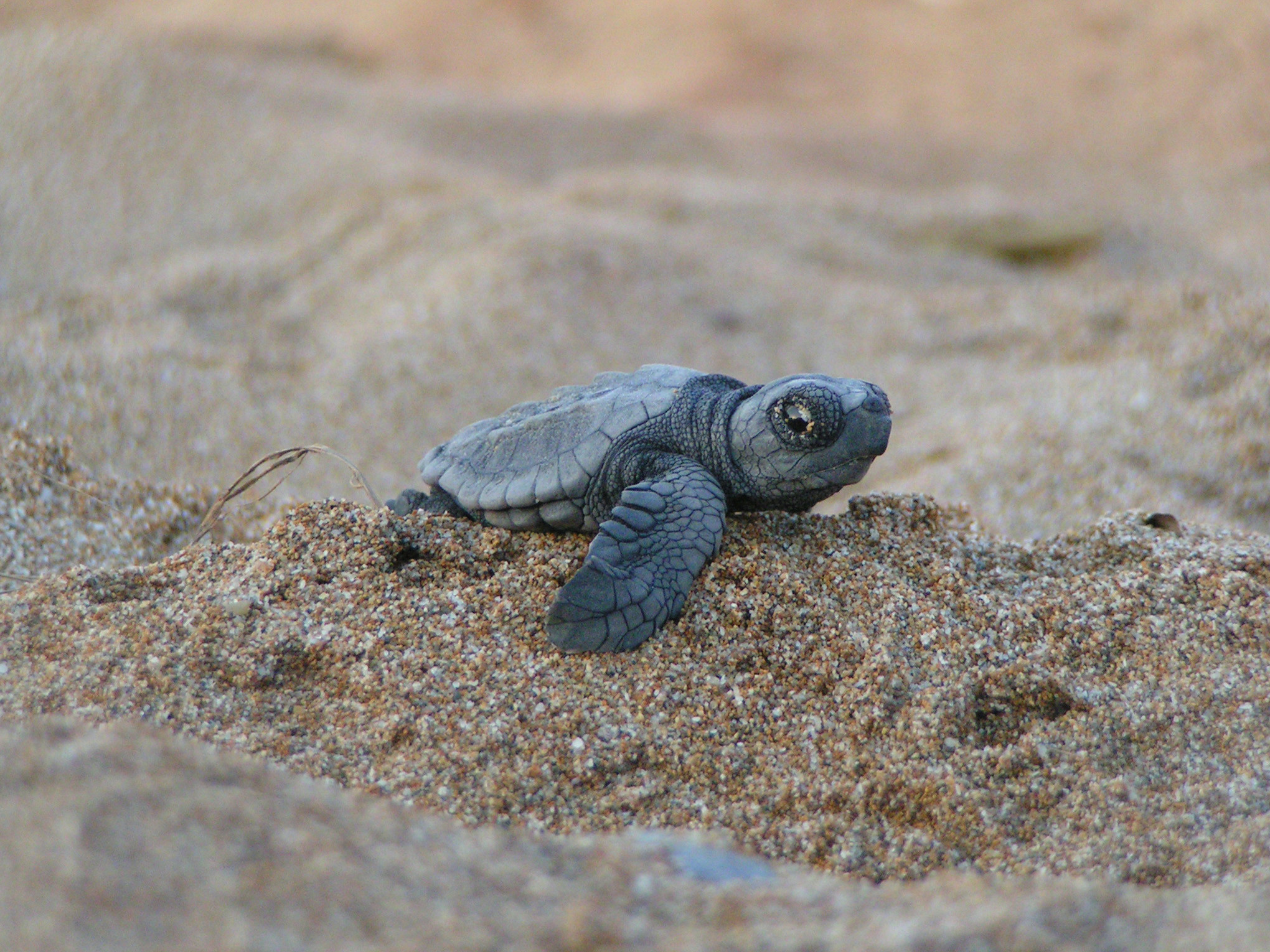 Cute Turtle Wallpaper