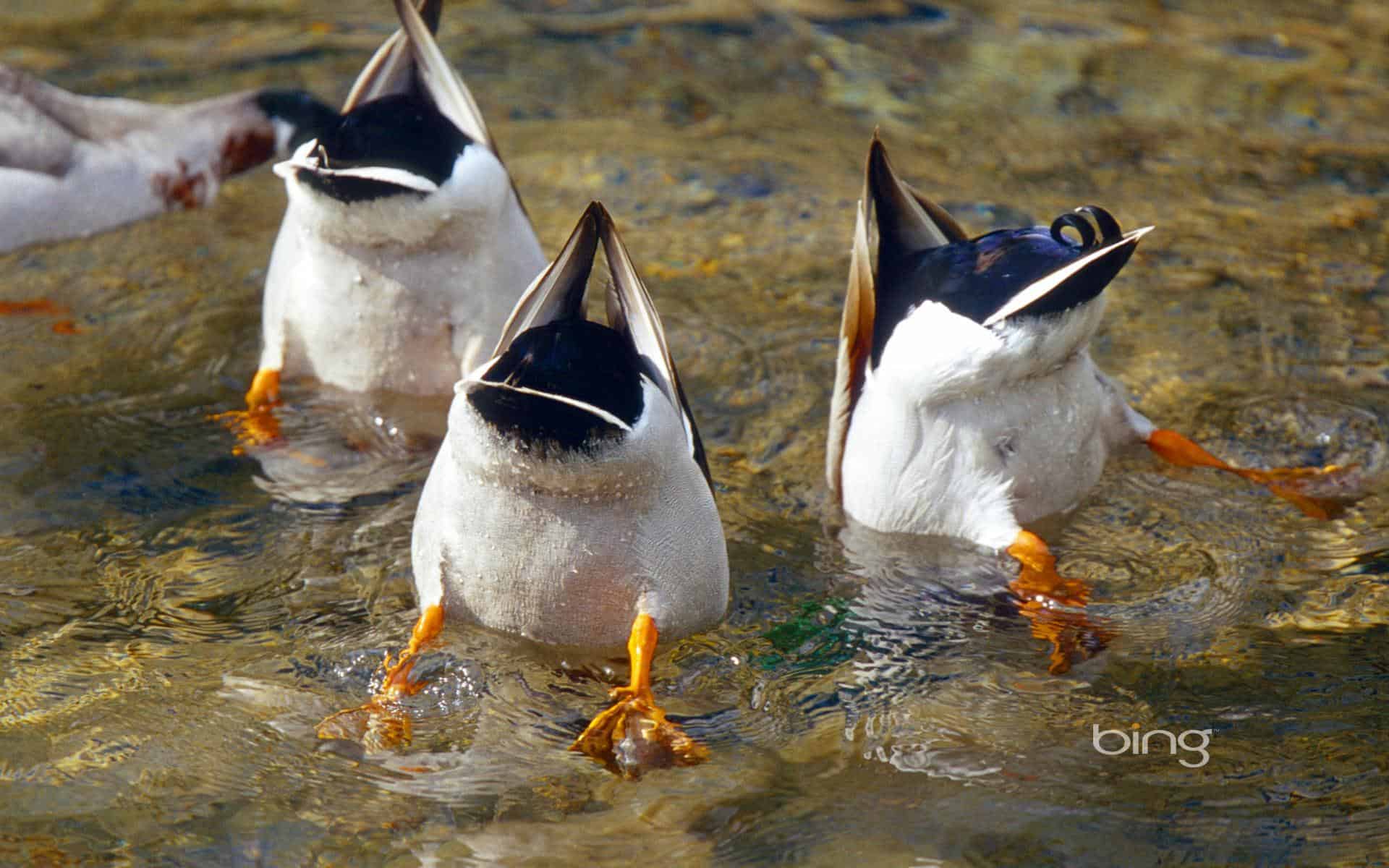 Three ducks dabbling upside down in a pond, showcasing their cute fluffy butts