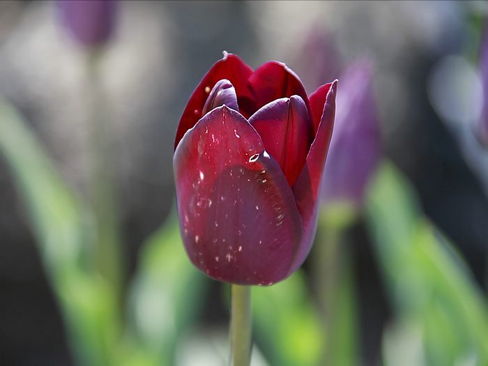 Flowers For Flower Lovers Red Tulips Desktop Wallpaper