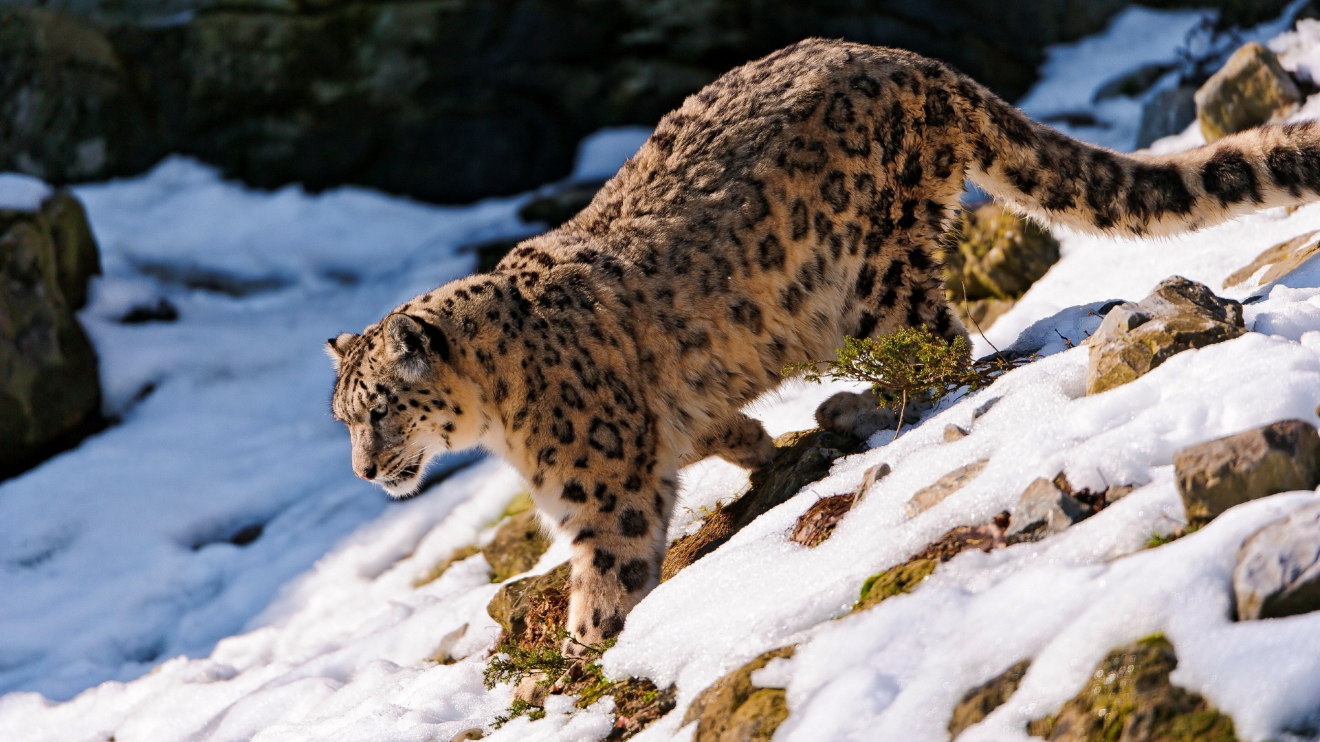 Snow Leopard Wallpaper 1080P - Wallpapersafari
