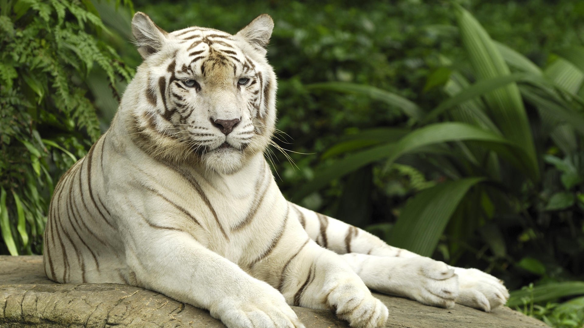 World Animals Wallpaper White Tiger