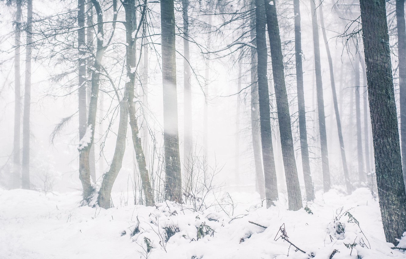Wallpaper Winter Forest Light Snow Trees Landscape Branches