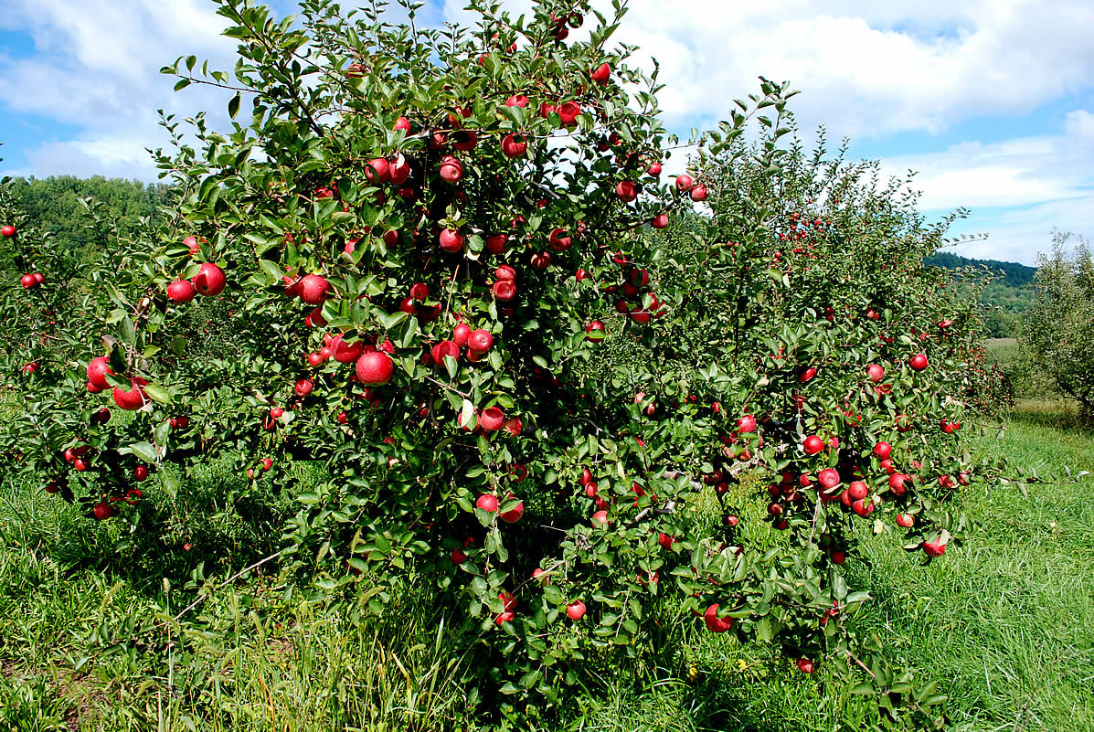 Pictures Of An Apple Trees Fruit Tree With Ripe Red