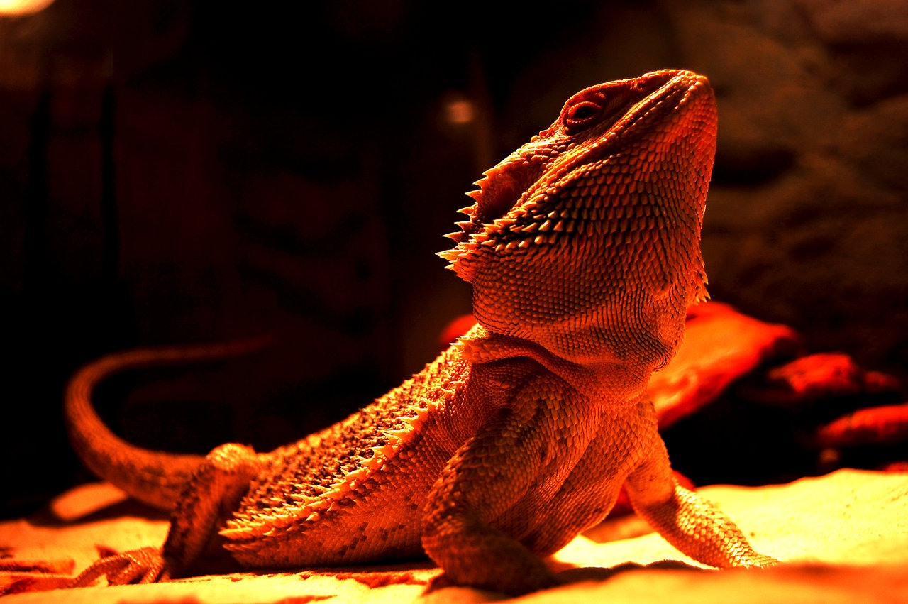 Bearded Dragon By Michaelvinther