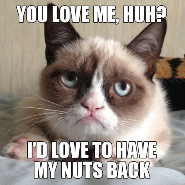 Image for Grumpy Cat Funny Image