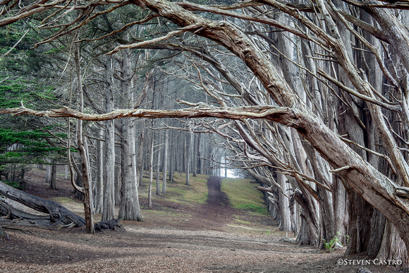 Best Moss Beach Cypress Trees HD Photo Galeries Wallpaper