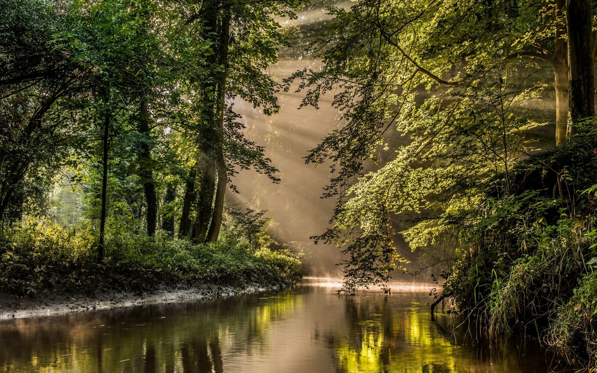Nature Landscape Sun Rays River Forest Mist Water