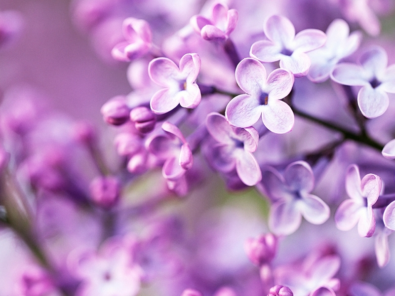 Spring Purple Flowers Fondo HD