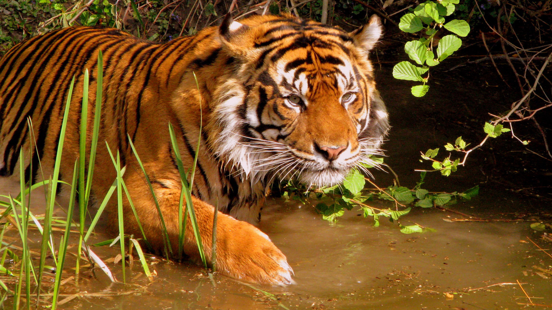 Hunting Tiger Wallpaper HD Background