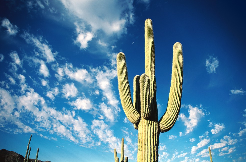 Cactus Thorns Desert Sky Clouds Stock Photos Image HD