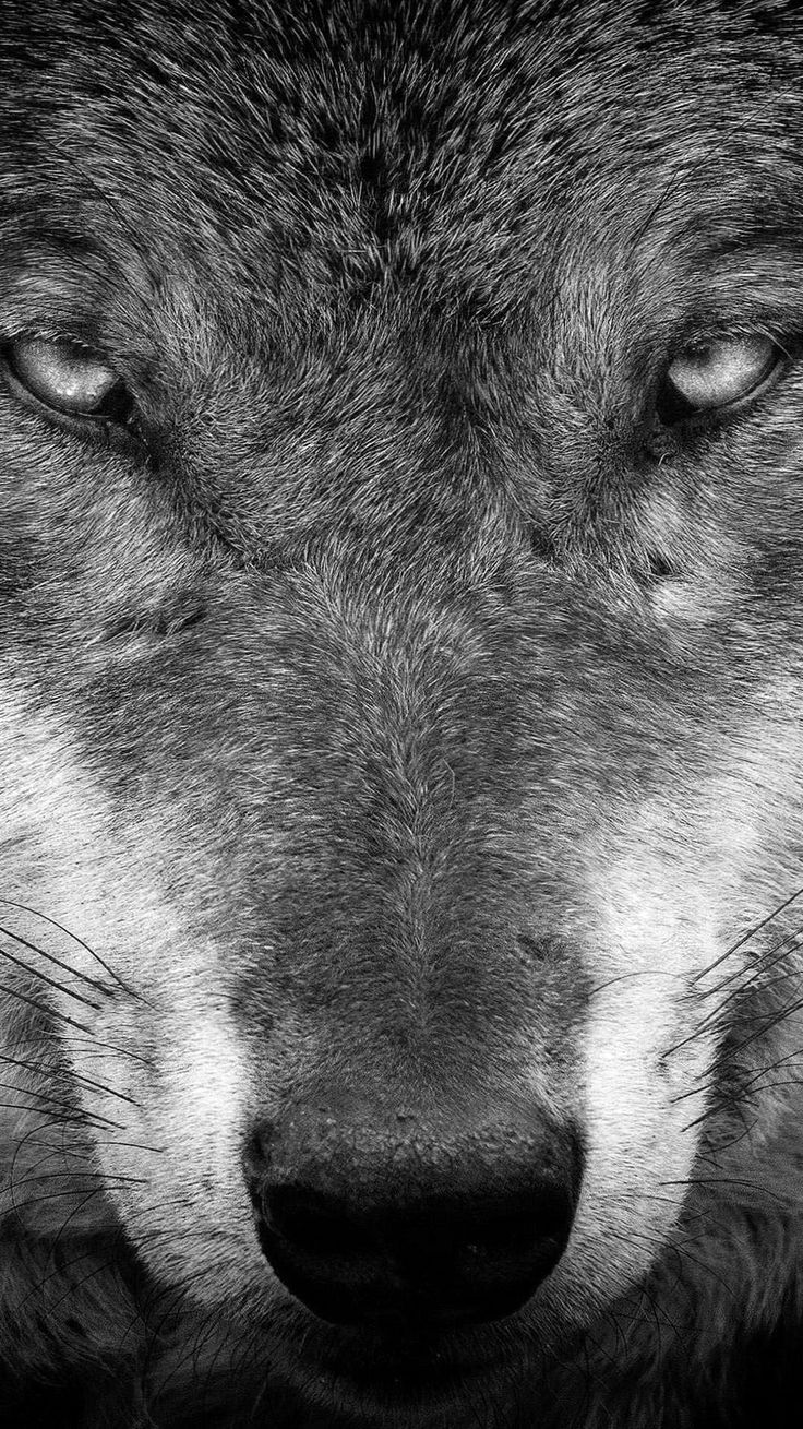Wolf Wallpaper For iPhone