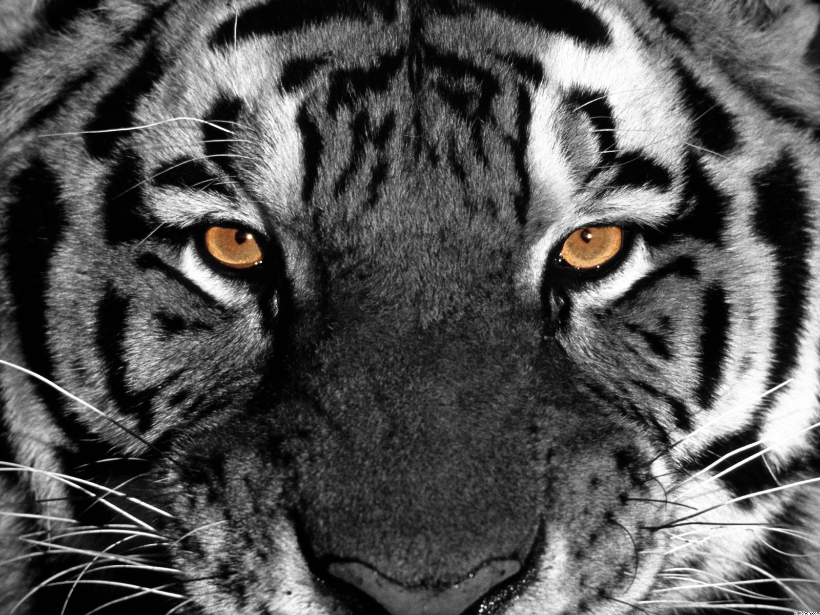 Black Tiger 3d Wallpaper Download Image Num 71