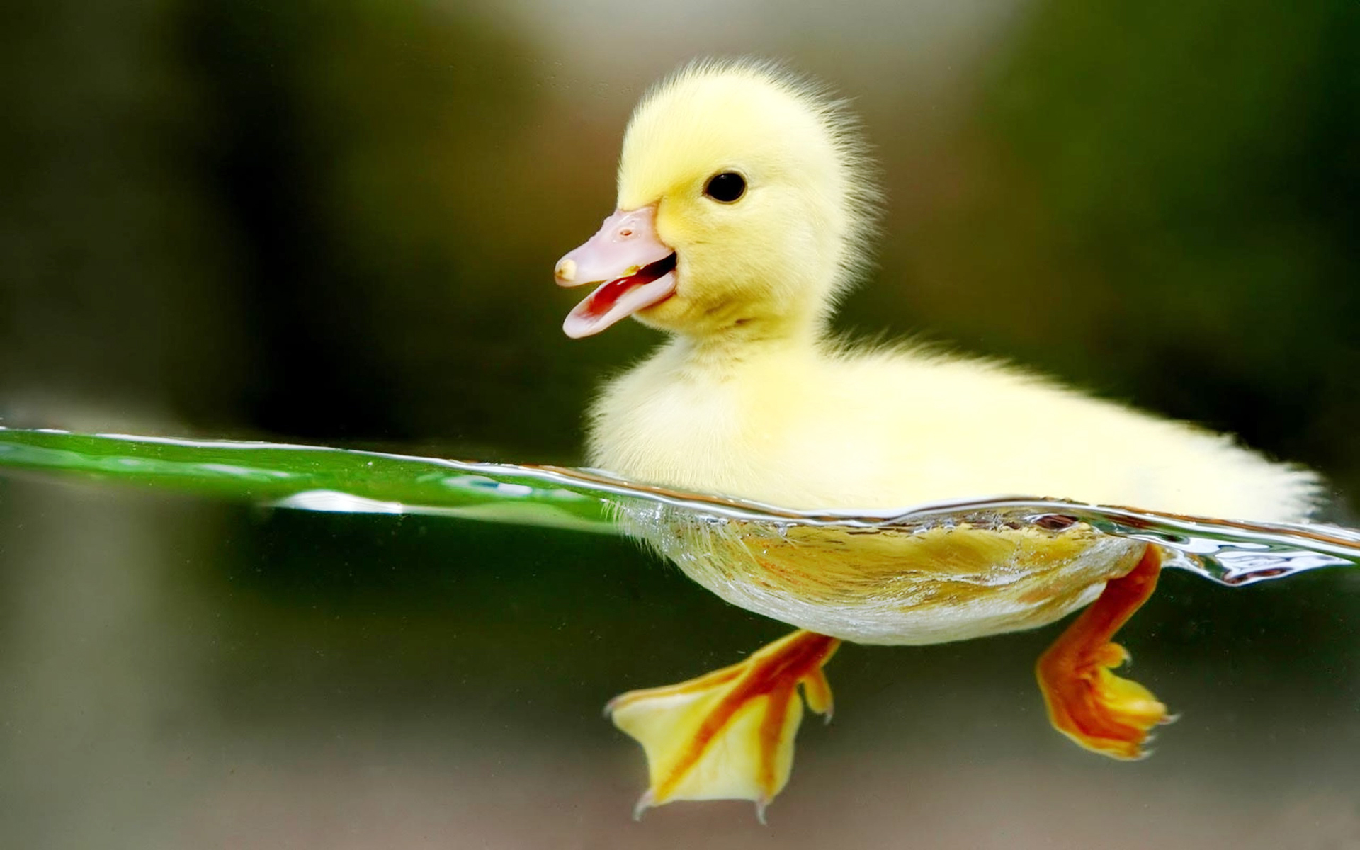 What One Duck Farm Reminded Me About Disaster Recovery Agility