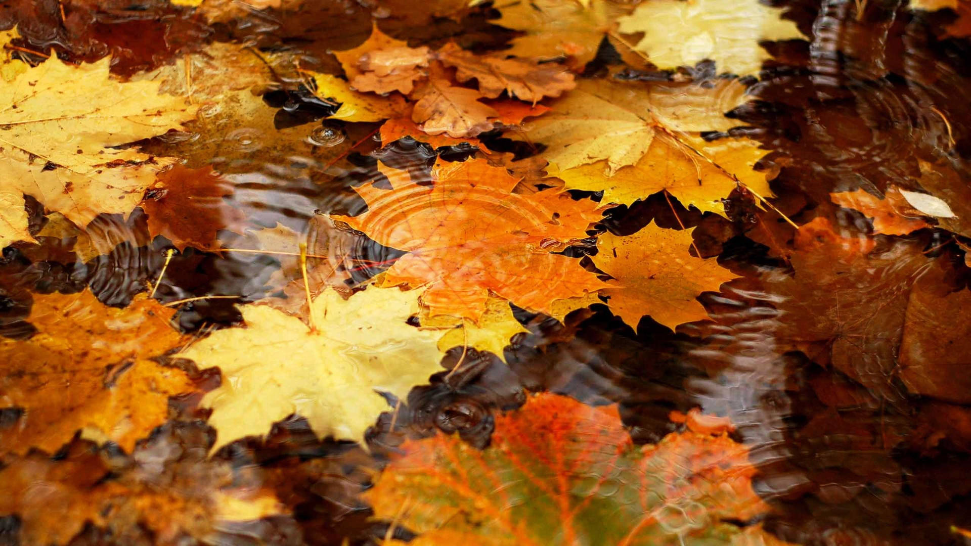 Fall Maple Leaves On Water Wallpaper