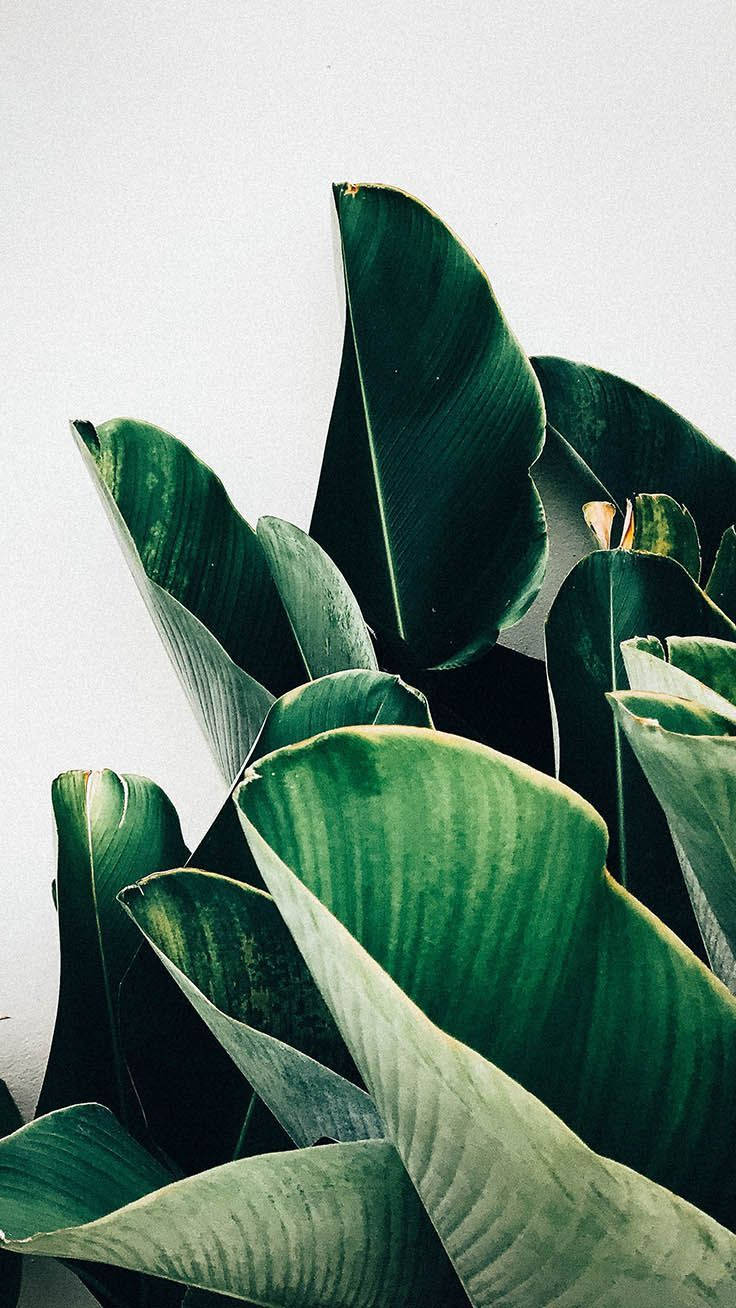 Plants iPhone Wallpaper