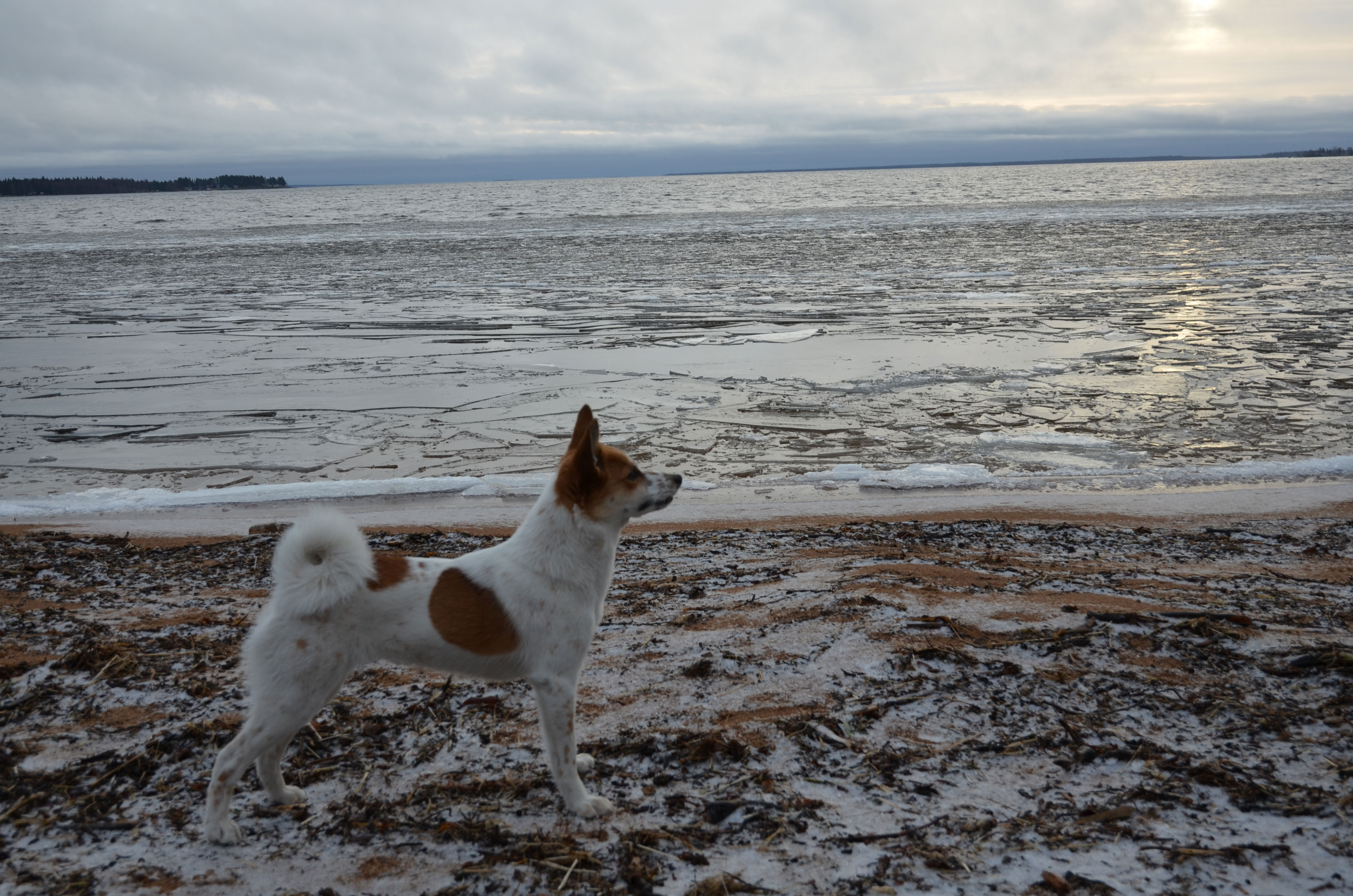Dog On The Beach Photo And Wallpaper Beautiful Norrbottenspets