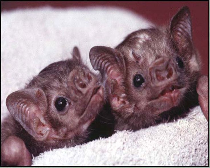 Adorable Baby Vampire Bat Pups Bats Feeding