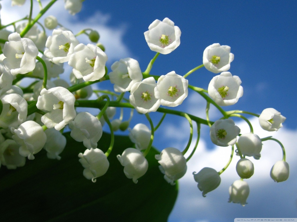 Lily Of The Valley Flower Wallpaper
