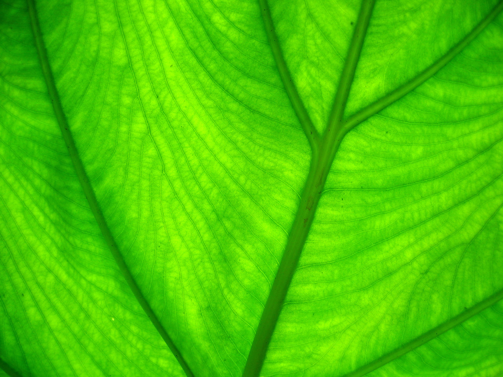 Green Leaf Wallpaper Close Up HD Desktop In