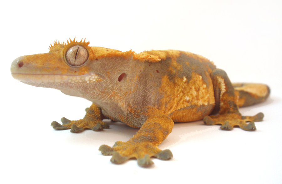 Crested Gecko HD Wallpaper Close Up By