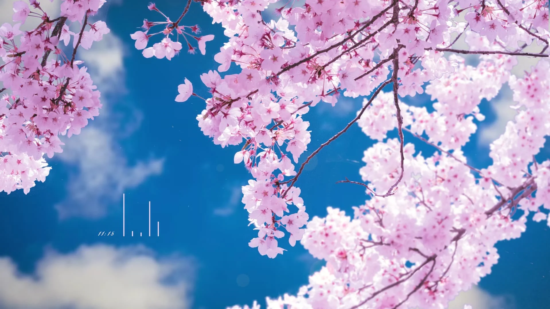 Best Sakura Wallpaper On Engine Space