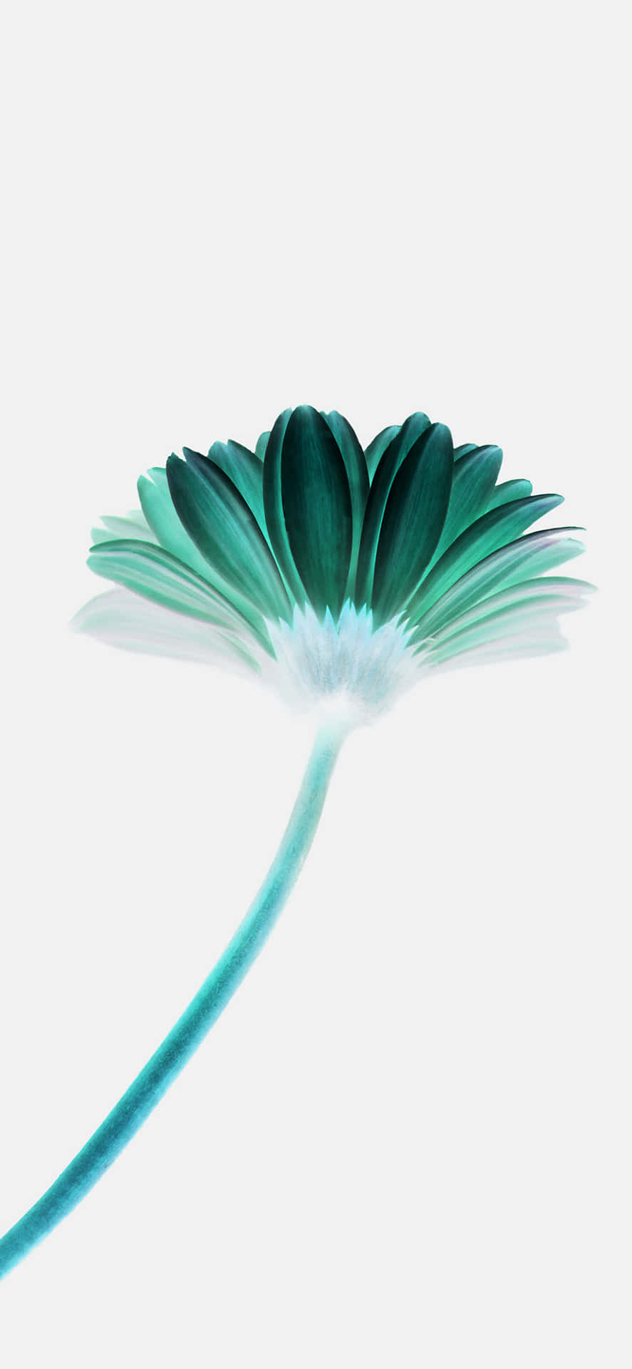 Simple Flower Wallpaper