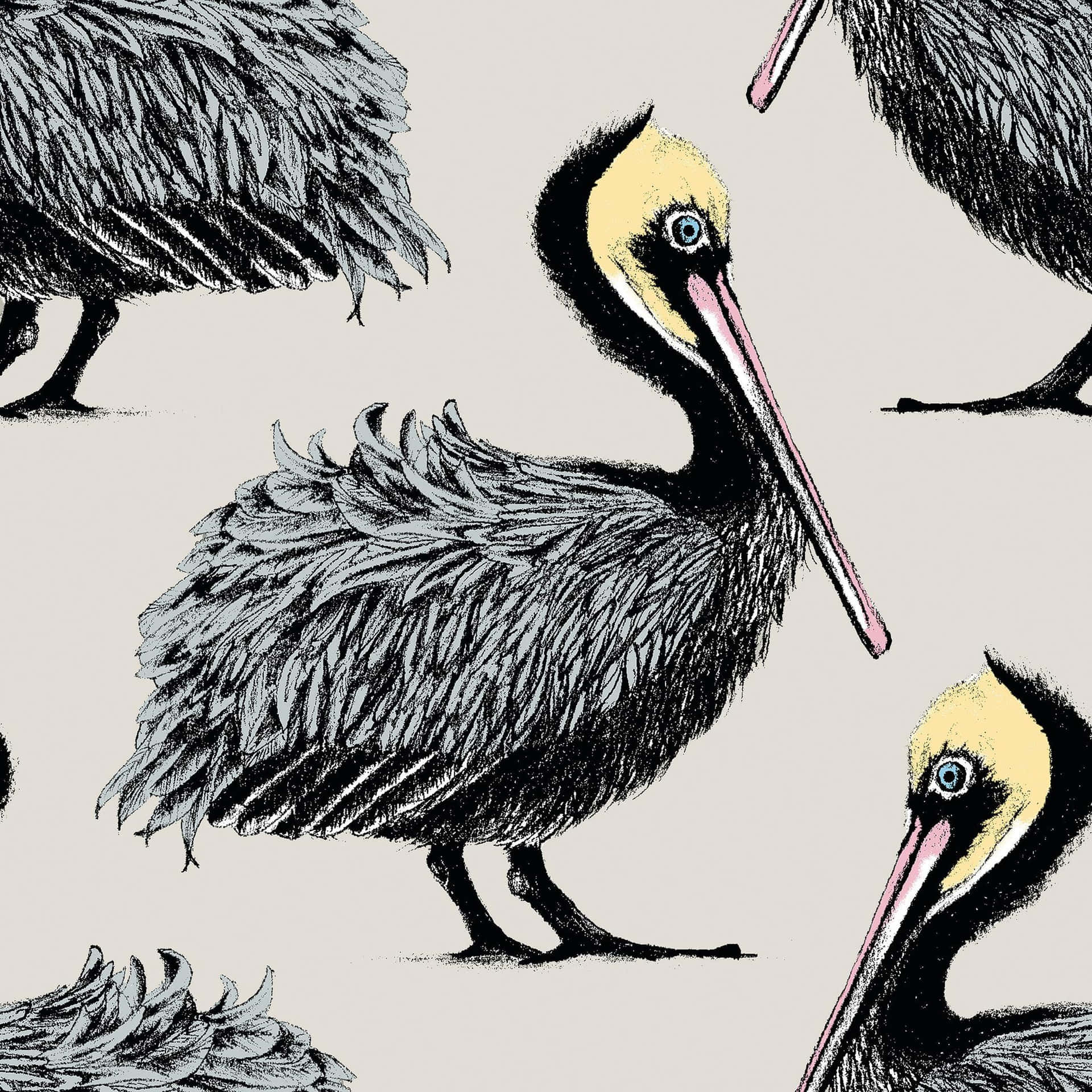 Pelicans Enjoying The Sunset Wallpaper