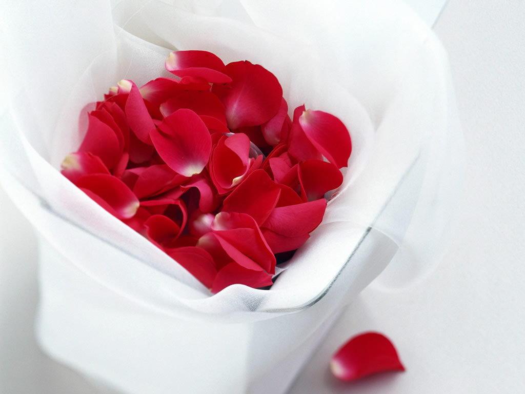 Rose Petals Gift Google Themes Red Wallpaper