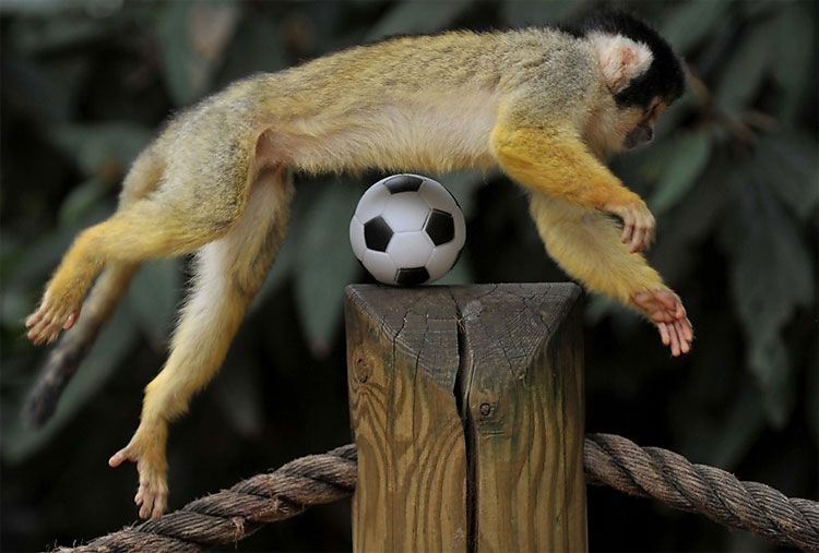 Cute Monkeys Playing Soccer Football Pics