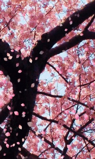 Cherry Blossom Tree iPhone Wallpaper Bigger