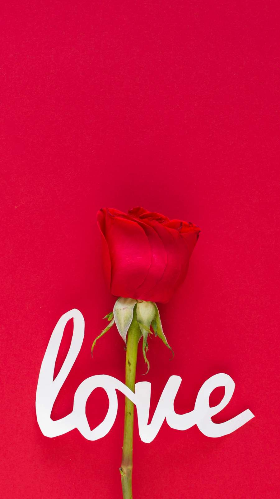Love Roses Wallpaper