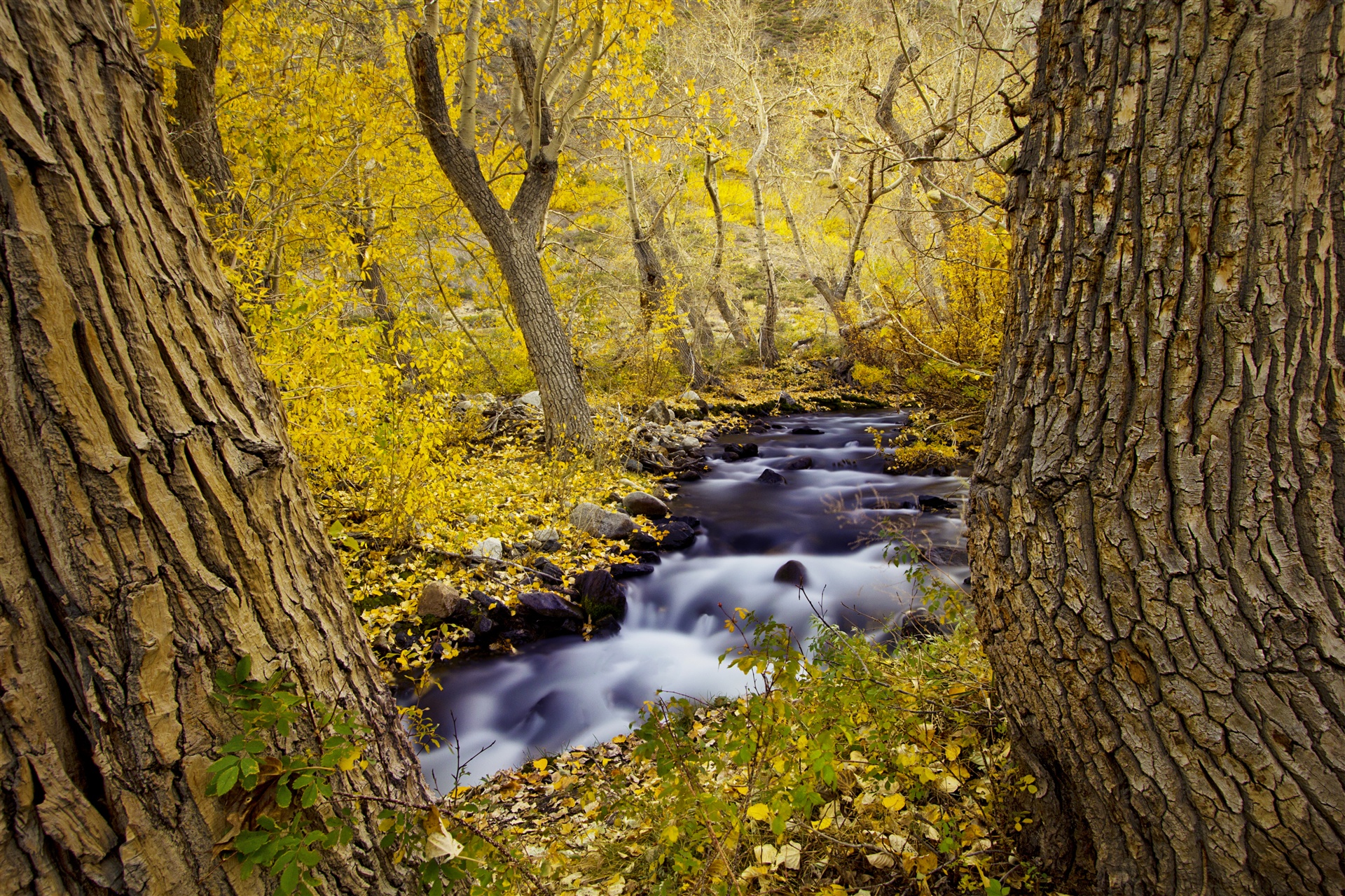4k Wallpaper Nature Trees Autumn Forest River
