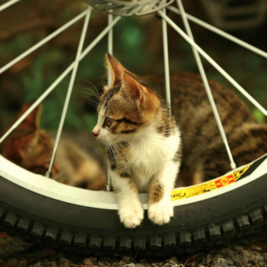 Cute Bike Cat iPad Wallpaper Tag Pictures