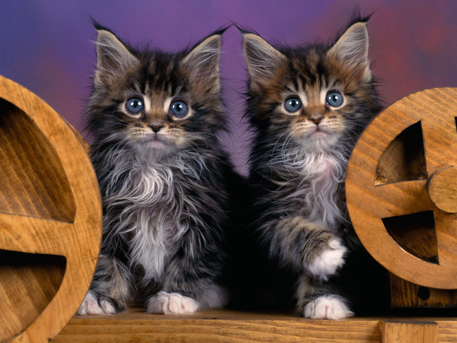 wallpapers Maine Coon kittens
