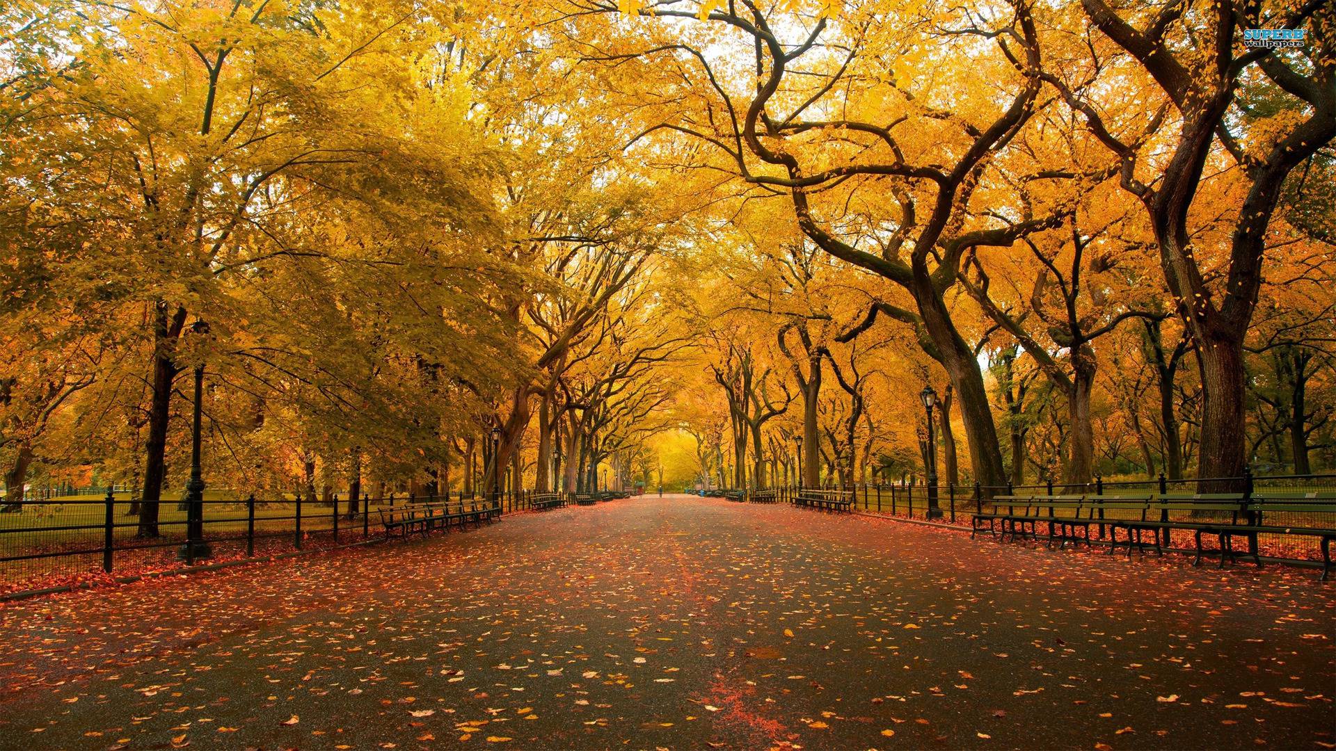 Fall Landscape Wallpaper