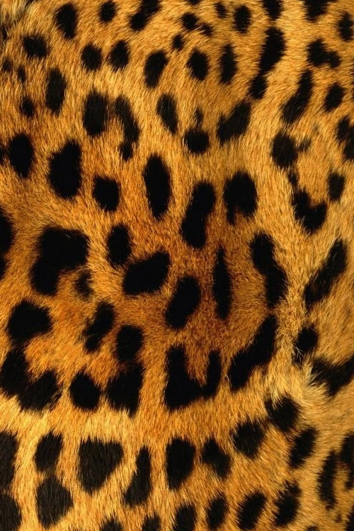 Download Animal Print wallpaper blue cheetah print   Ecro
