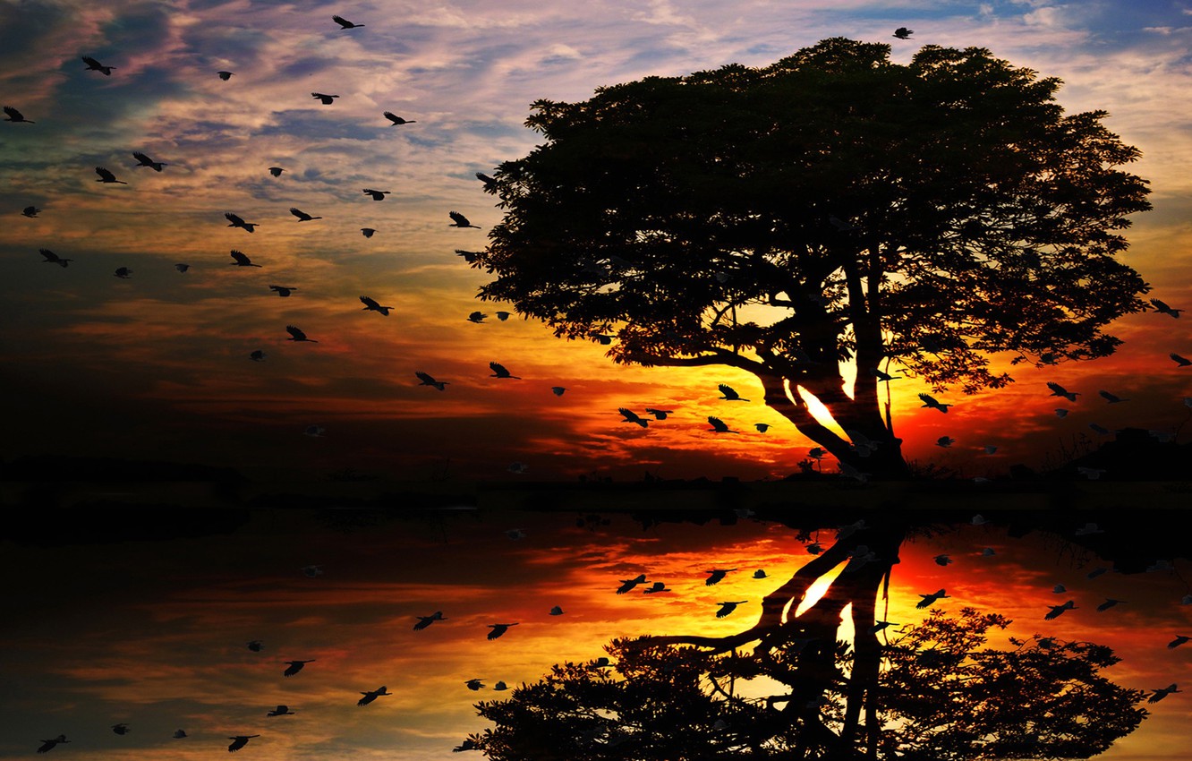 Wallpaper sunset birds tree silhouette images for desktop