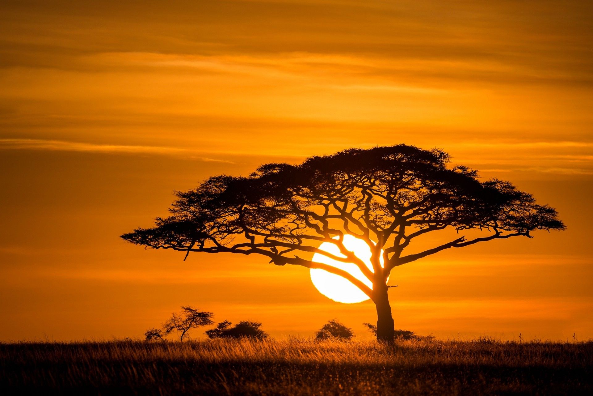 Savanna Wallpaper And Background HD Of
