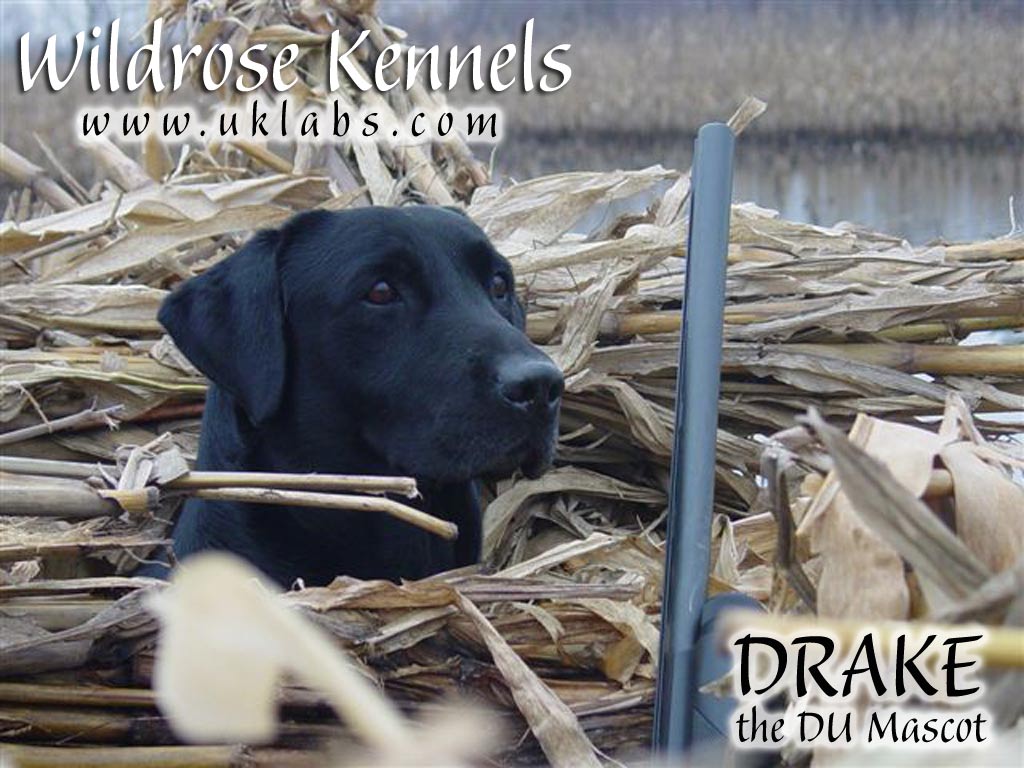 Ducks Unlimited Background Puter Monthly Wallpaper