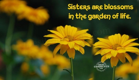 Sister Quotes Wallpaper Animated 3d
