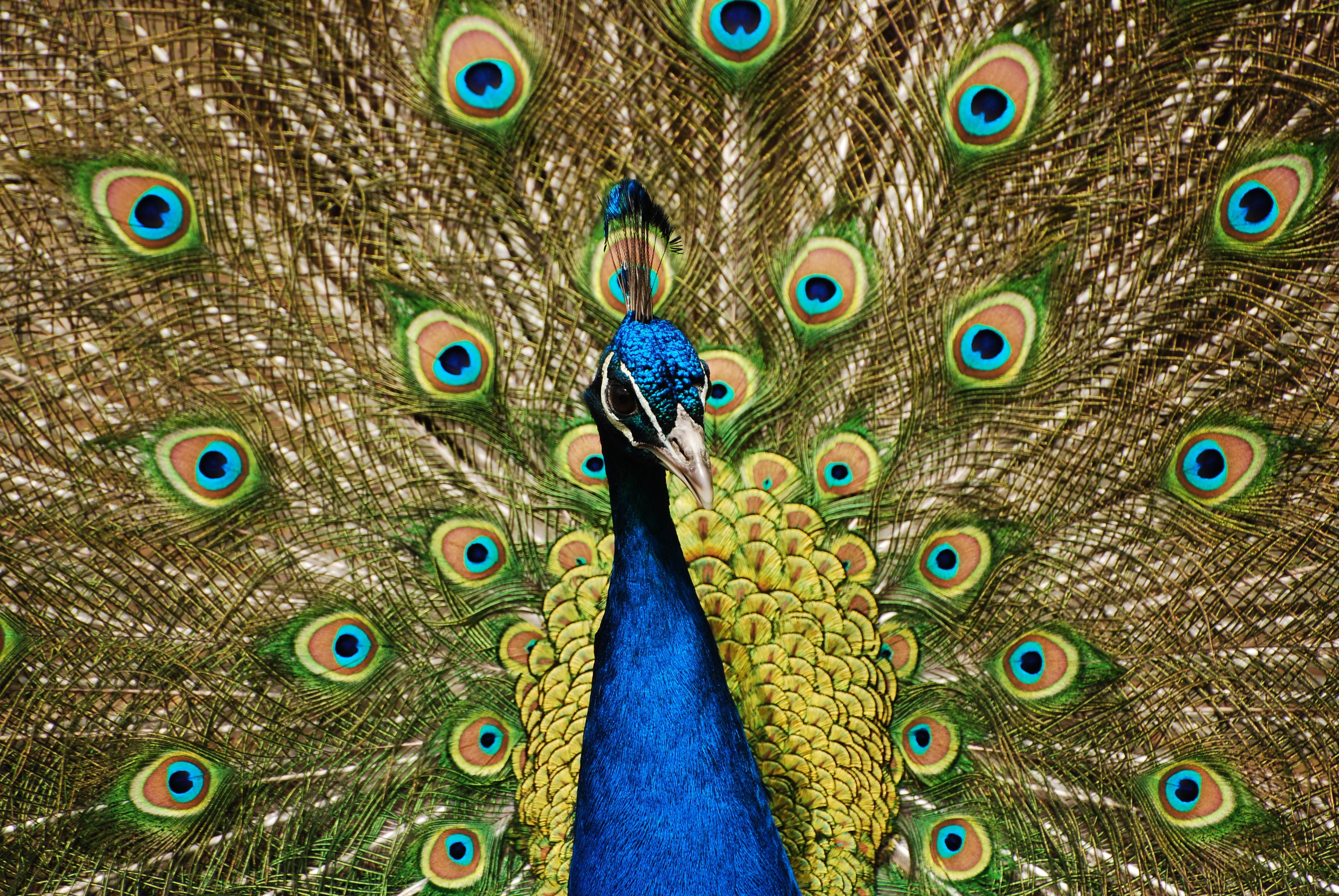 Elegant Peacock Puter Wallpaper Desktop Background