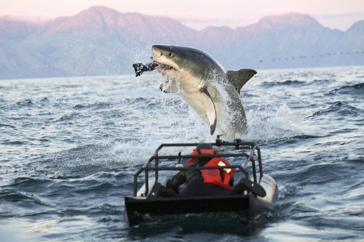 PHOTOS Air Jaws Apocalypse Captures Lunging Sharks 736x490