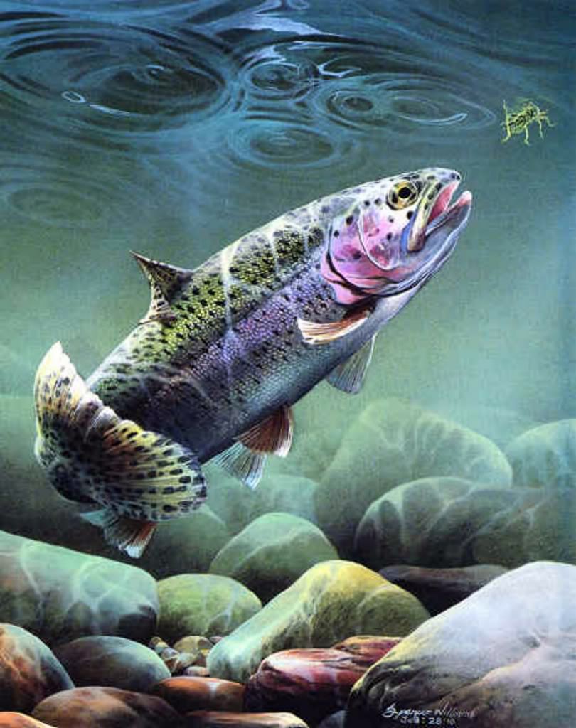 Fly Fishing Trout Graphics Code Ments