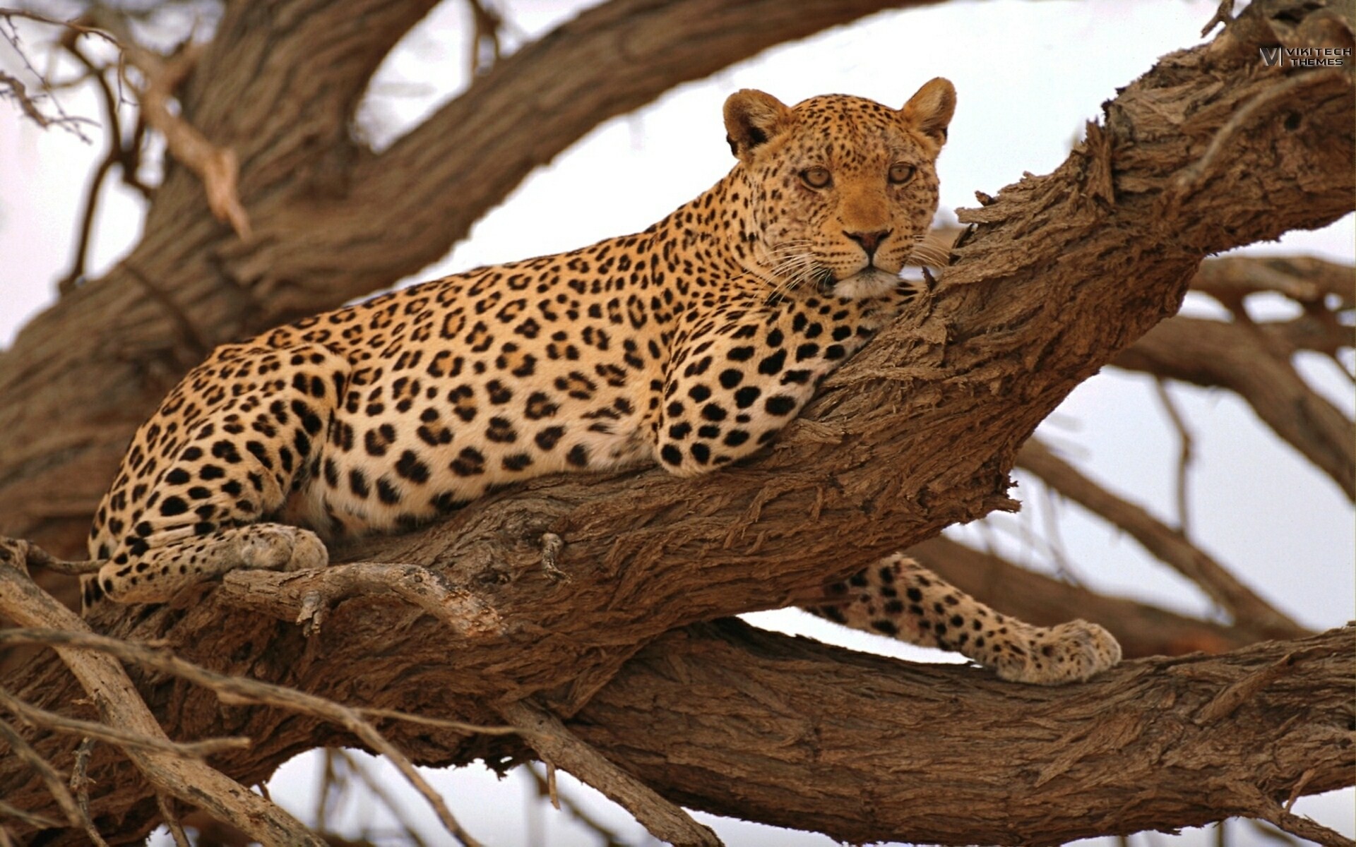 Animals Savage Safari African Wild Life Leopard Wallpaper