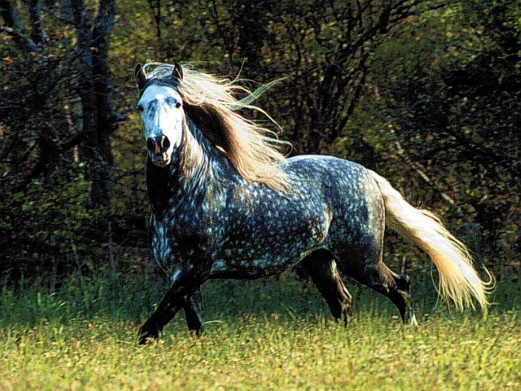 Wild Horse Desktop Background Animal Bwalles