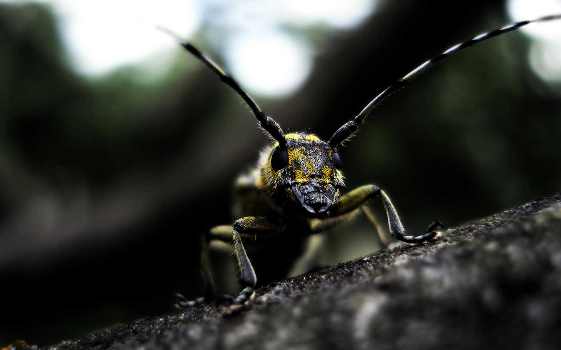 Insect Wallpaper
